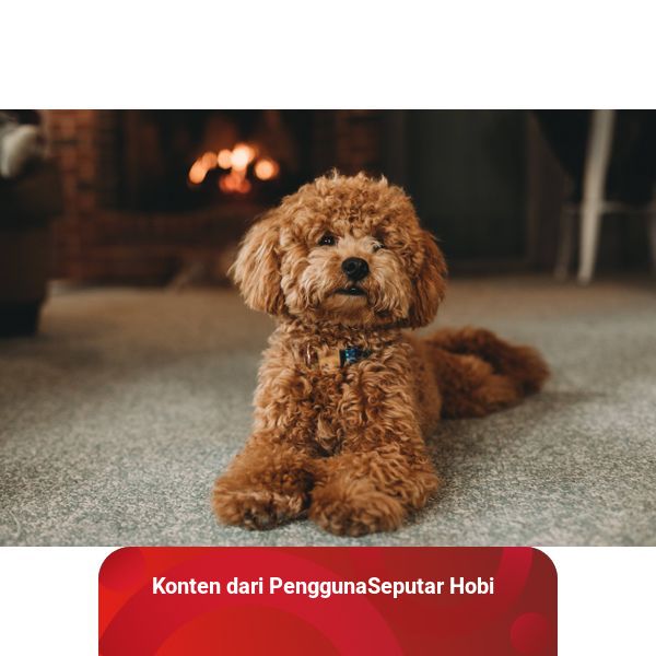 Kelebihan dan kekurangan toy poodle hot sale